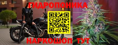 крисы Аргун